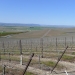 Vineyard view at bud break