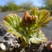 First leaves of the season