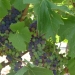 Veraison begins, Aug. 6