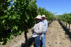 August 2013 Veraison