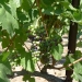 Veraison 2013