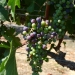 Veraison 2013