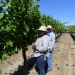 August 2013 Veraison