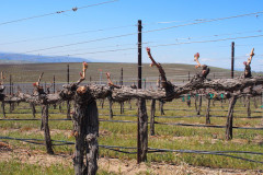 Bud Break 2019