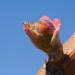 Bud break 2019