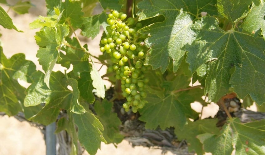grapes_2011