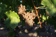 Harvest 2016