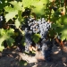 Stillwater-Creek-Vineyard-9-16-16-Cabernet-sauvignon