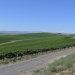 Stillwater Creek Vineyard