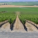 Stillwater Creek Vineyard