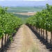 Stillwater Creek Vineyard