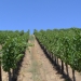 Stillwater Creek Vineyard