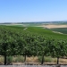 Stillwater Creek Vineyard