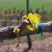 Novelty Hill, Stillwater Creek, Columbia Valley, Washington vineyard