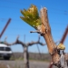 Novelty Hill, Stillwater Creek, Columbia Valley, Washington vineyard