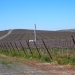 Novelty Hill, Stillwater Creek, Columbia Valley, Washington vineyard