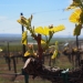 Novelty Hill, Stillwater Creek, Columbia Valley, Washington vineyard