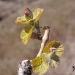 Novelty Hill, Stillwater Creek, Columbia Valley, Washington vineyard