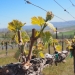 Novelty Hill, Stillwater Creek, Columbia Valley, Washington vineyard