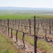 Novelty Hill, Stillwater Creek, Columbia Valley, Washington vineyard