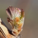 Bud break at Stillwater Creek.