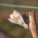 Bud break, April 19, 2016.