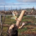 stillwater-creek-budbreak-1