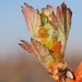 stillwater-creek-budbreak-11