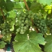 Veraison 2017