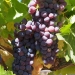 037-Syrah