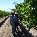 Crews drop fruit late in the season to ensure high quality at harvest.