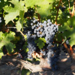 swc-mail-chimp-small-cab-sauv-9-16-16